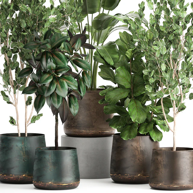 Collection of plants in outdoor metal rusty pots Tree, Banana palm, Ficus lyrata. Set 942. — Descargar