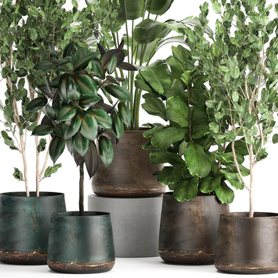 Collection of plants in outdoor metal rusty pots Tree, Banana palm, Ficus lyrata. Set 942. — Ver 3