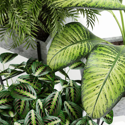 Plants collection 143 Opalo — Вид 2
