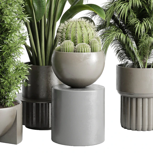Collection indoor plant 206 plant cactus — Descargar