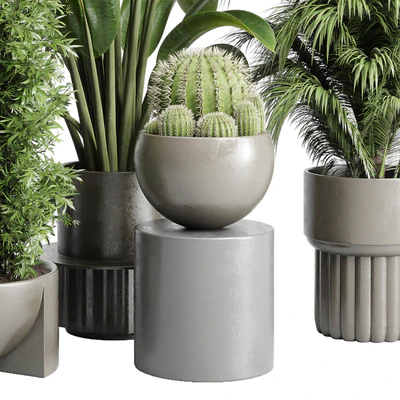 Collection indoor plant 206 plant cactus — Ver 5