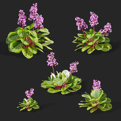Bergenia cordifolia flowers | Bergenia cordifolia — Ver 3