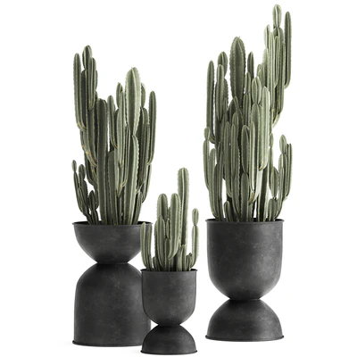 A collection of plants of beautiful cacti in black metal pots with Cereus. Set 898. — Ver 1