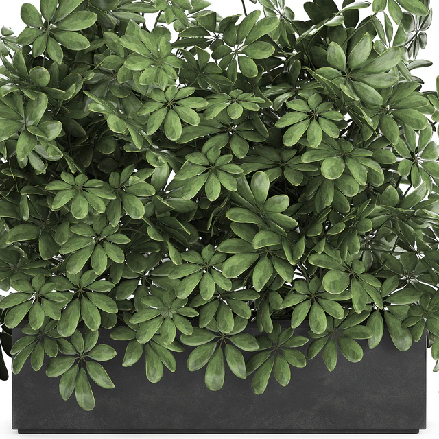 A beautiful lush shrub of an ornamental plant in a black Scheffler pot. Set 767. — Descargar
