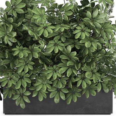 A beautiful lush shrub of an ornamental plant in a black Scheffler pot. Set 767. — Ver 4