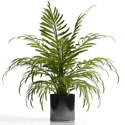 ARECA PALM PLANT 12 — Ver 2