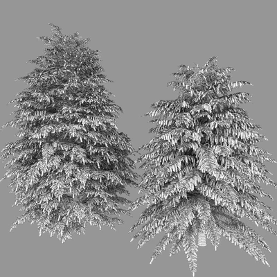 Tsuga Canadian | Tsuga canadensis # 2 — View 2