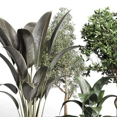 Collection indoor plant 156 pot plant ficus rubbery palm concrete dirt vase — Вид 4