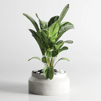 collection Indoor plant 33-concrate vase — Ver 4
