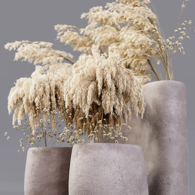 Dry Plants — Вид 2