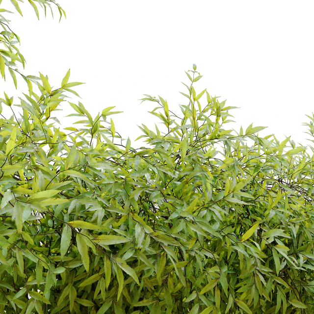 Hanging Plant 25 — Descargar