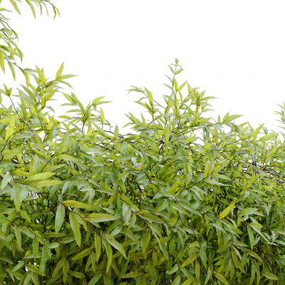 Hanging Plant 25 — Ver 3