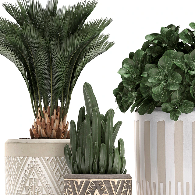 Collection of small plants in ethnic aged pots with Cactus, Date palm, flower. Set 476. — Descargar
