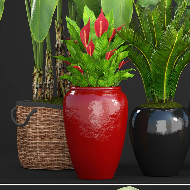 Collection of plants 75. Banana palm, Ficus lyre, Spathiphyllum, umbellata, Cycas, pot, basket — Descargar
