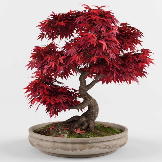 Bonsai Japanese Maple decorative tree — Скачать