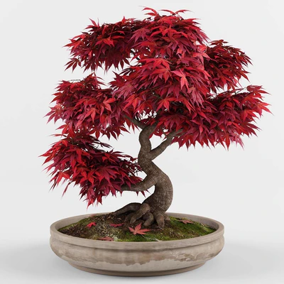Bonsai Japanese Maple decorative tree — Вид 1