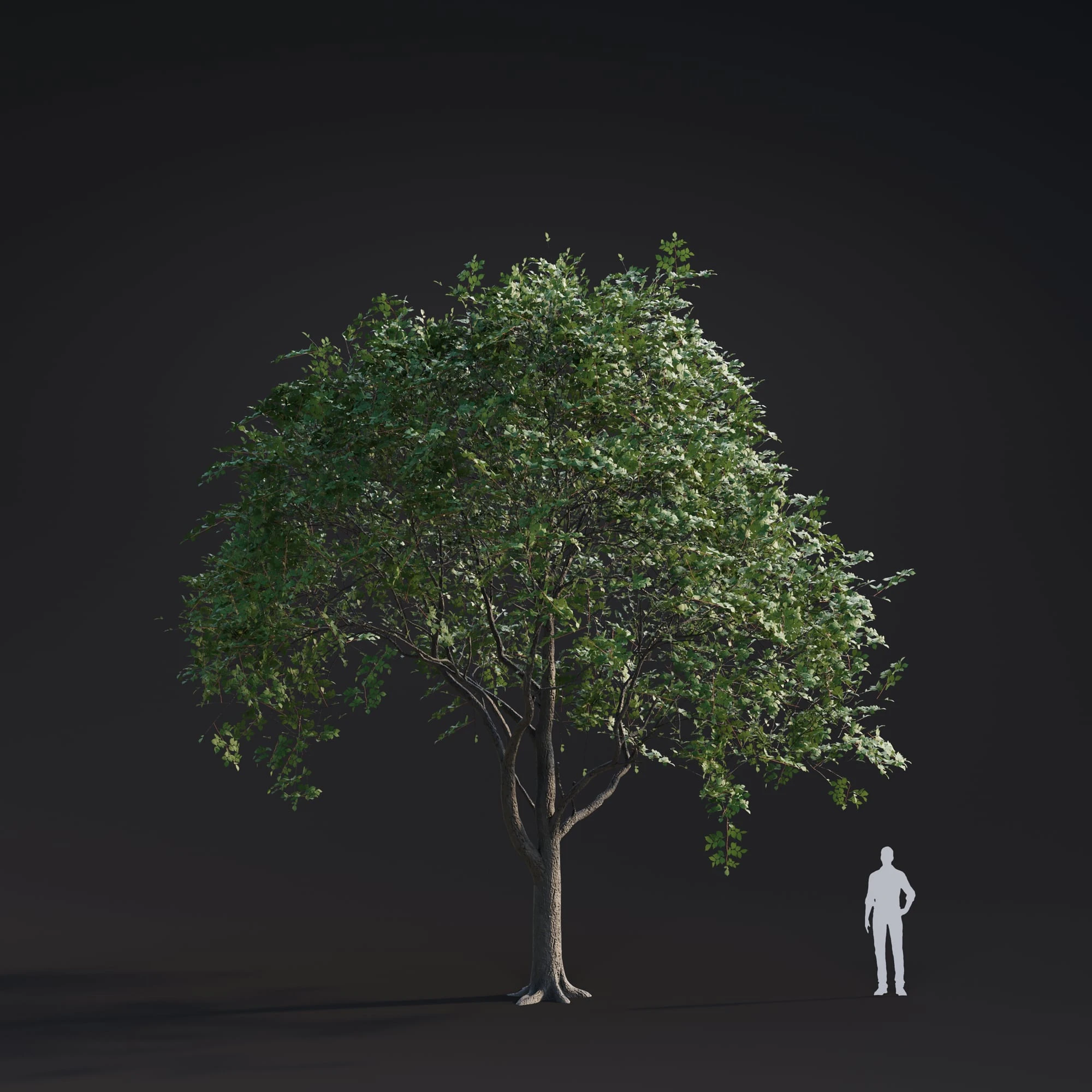 006 white elm — Descargar