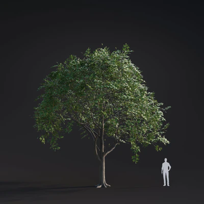 006 white elm — Descargar