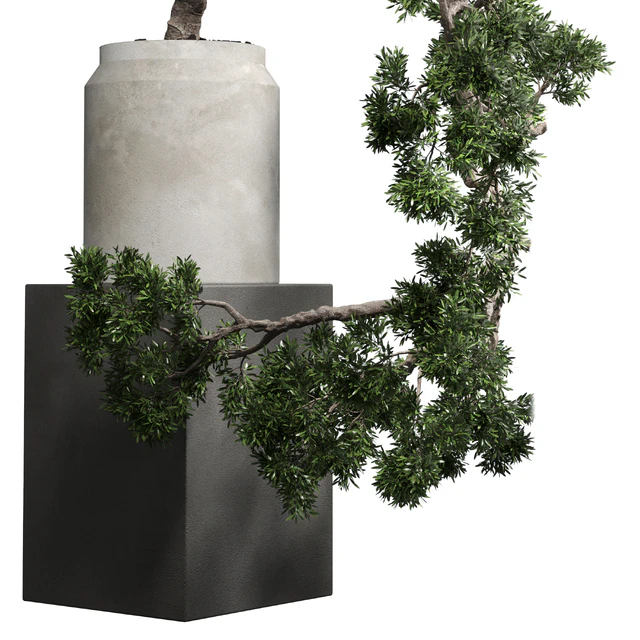 bonsai tree vase old concrete dirt pot — Descargar