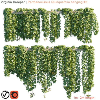 Virginia Creeper | Parthenocissus Quinquefolia hanging # 2 | 10 module — Ver 1