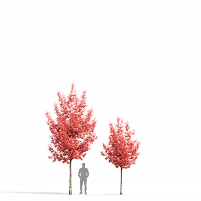 Quercus Rubra — Ver 4
