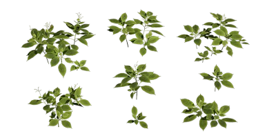 small balsam 001 — Descargar
