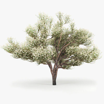 Flowering Apple Tree — Вид 1