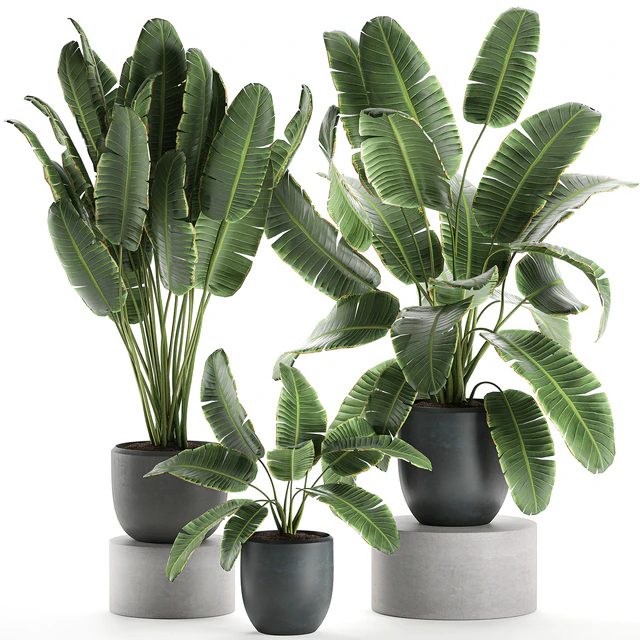 A collection of beautiful lush plants in black pots with strelitzia, banana palm, ravenala. Set 587. — Descargar