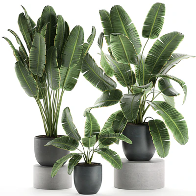 A collection of beautiful lush plants in black pots with strelitzia, banana palm, ravenala. Set 587. — Ver 1