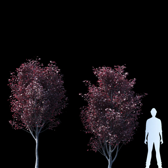 Spread spread 2 trees | Prunus pissardii — Descargar