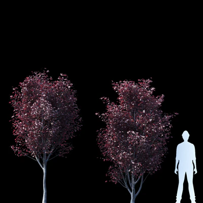 Spread spread 2 trees | Prunus pissardii — Ver 2