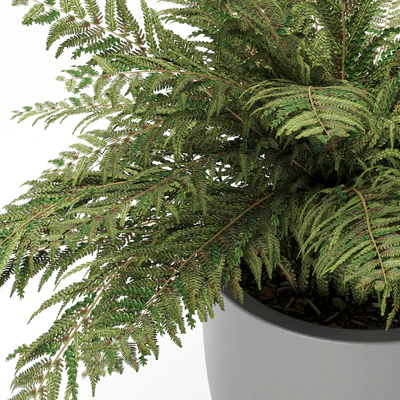 Plant 1 - Ferns — Вид 2