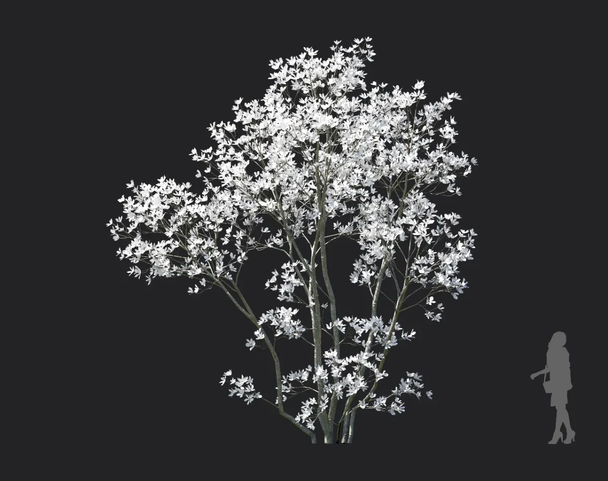 magnolia officinalis 003 — Скачать