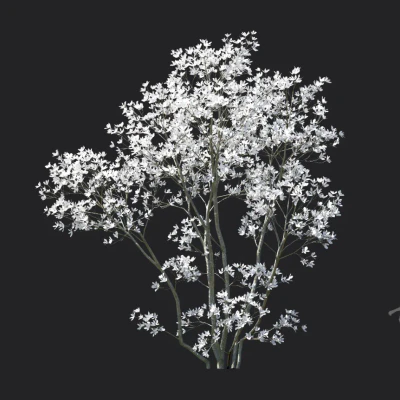 magnolia officinalis 003 — download