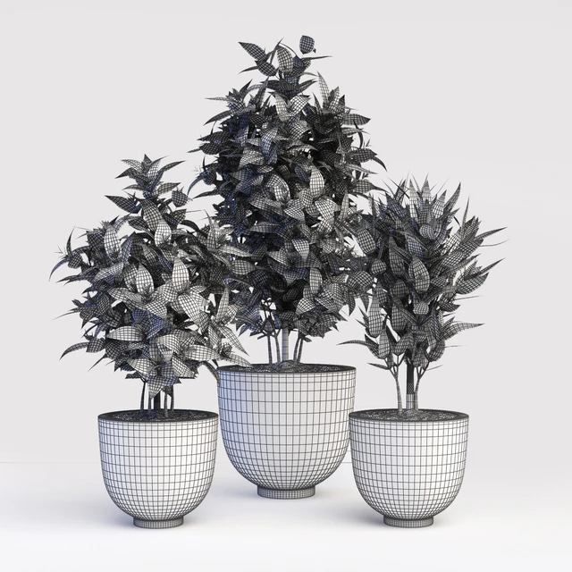 Codiaeum Variegatum — Descargar