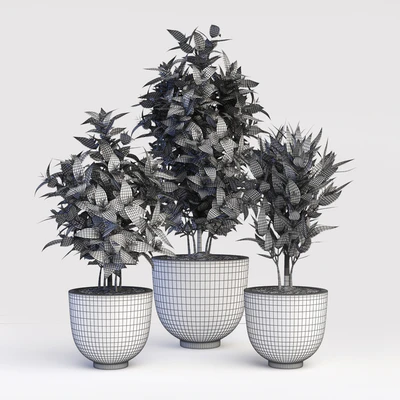 Codiaeum Variegatum — Ver 2