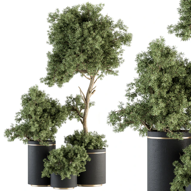 indoor Plant Set 344- Tree and Plant Set in pot — Скачать