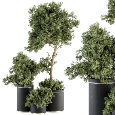 indoor Plant Set 344- Tree and Plant Set in pot — Вид 1