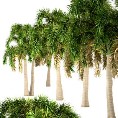Set of Foxtail Palm Trees (Wodyetia Bifurcata) (3 Trees) — Ver 3