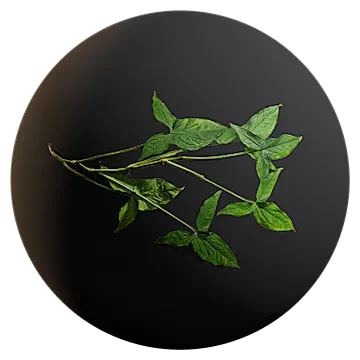 arrowhead vine 001 — Descargar