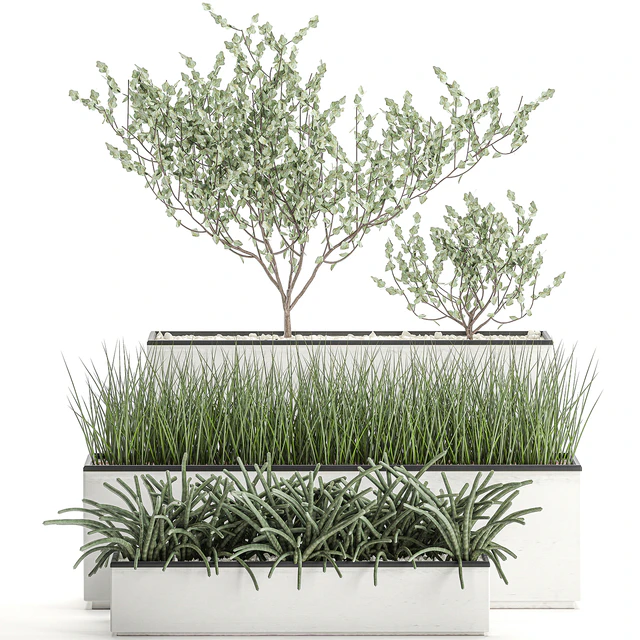 Collection of plants in outdoor white potted flower beds with tree, grass, Sansevieria. Set 585. — Descargar