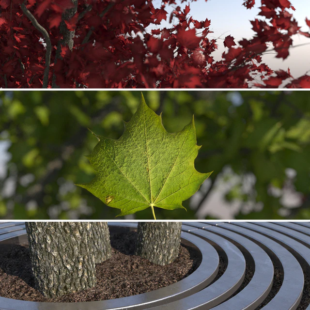 Urban Maple Tree — Descargar