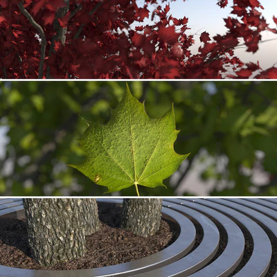 Urban Maple Tree — Ver 3