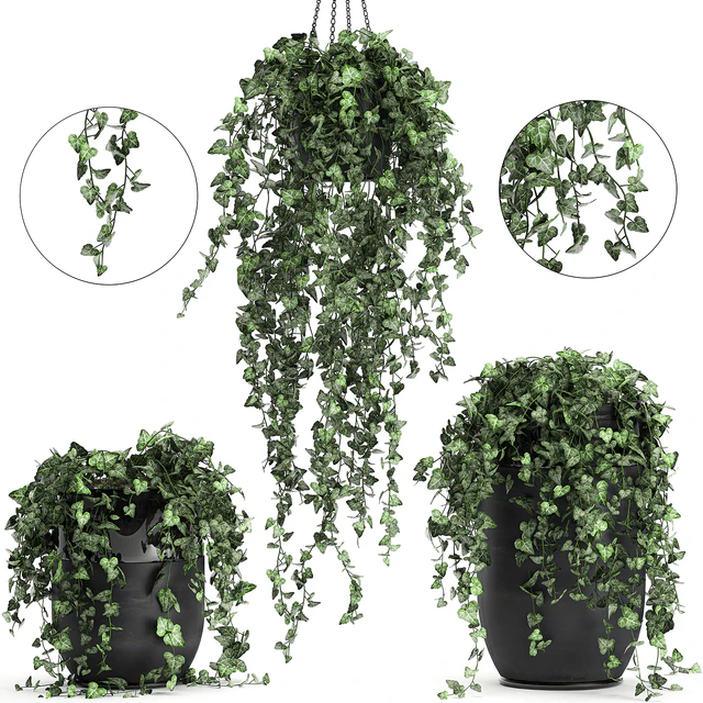 Collection of climbing and hanging plants in black pots ivy, suspension. Set 725. — Descargar