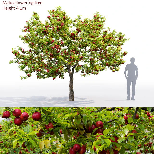 Apple tree — Скачать