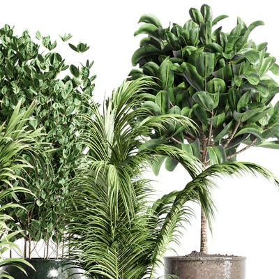 collection Indoor plant 115 metal dirt old vase handmade pot plant ravenala ficus rubbery palm — Ver 2