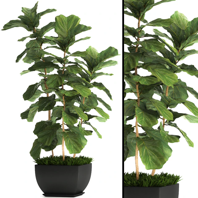 Ficus lyrata. 4. decorative, office, bush, tree, office plant, pot — Descargar