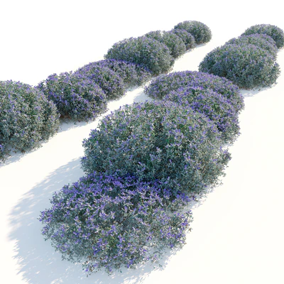 Teucrium fruticans — Ver 2