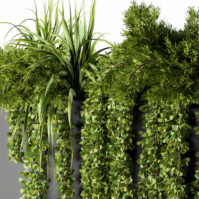 ivy plants in box - Outdoor Set 62 — Descargar