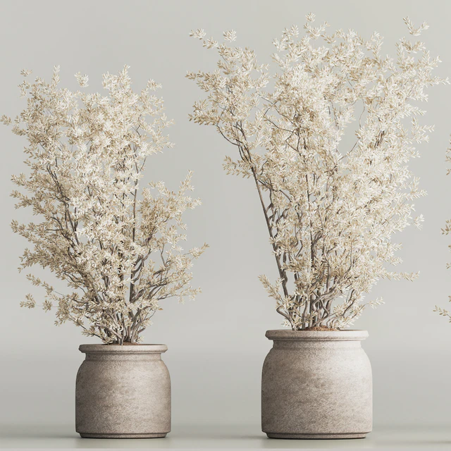 Indoor Plant Set 81 Dry Plants — Descargar